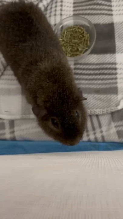 Enlarge Jack, a Adoptable Short-Haired in Rochester, NY video 5/5