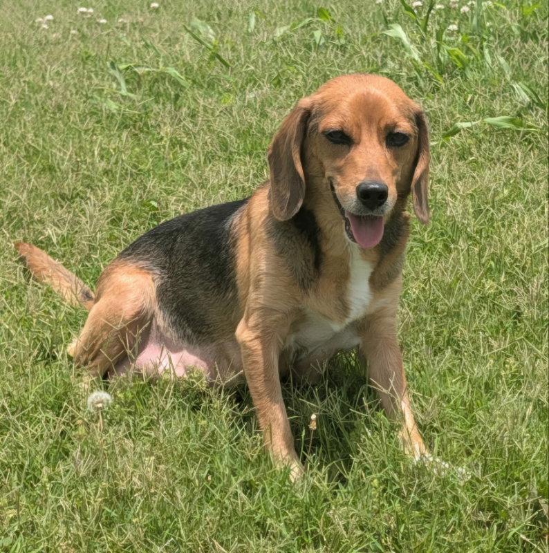 Athena, Adoptable, Adult Female Beagle.