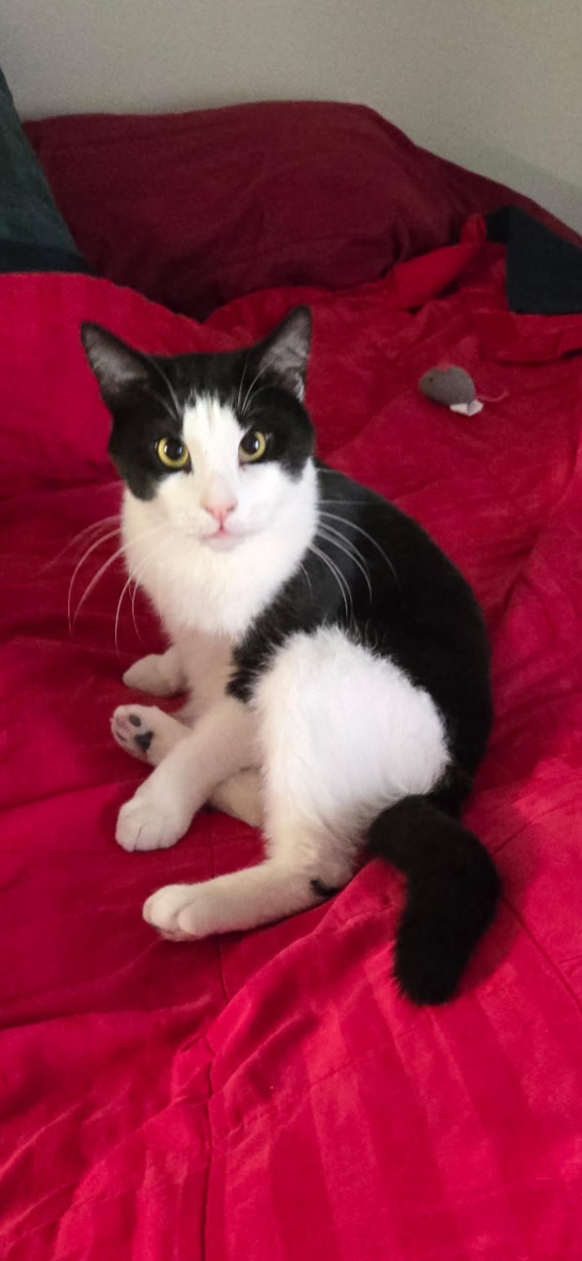 Cowboy, Adoptable, Kitten Male Domestic Short Hair.