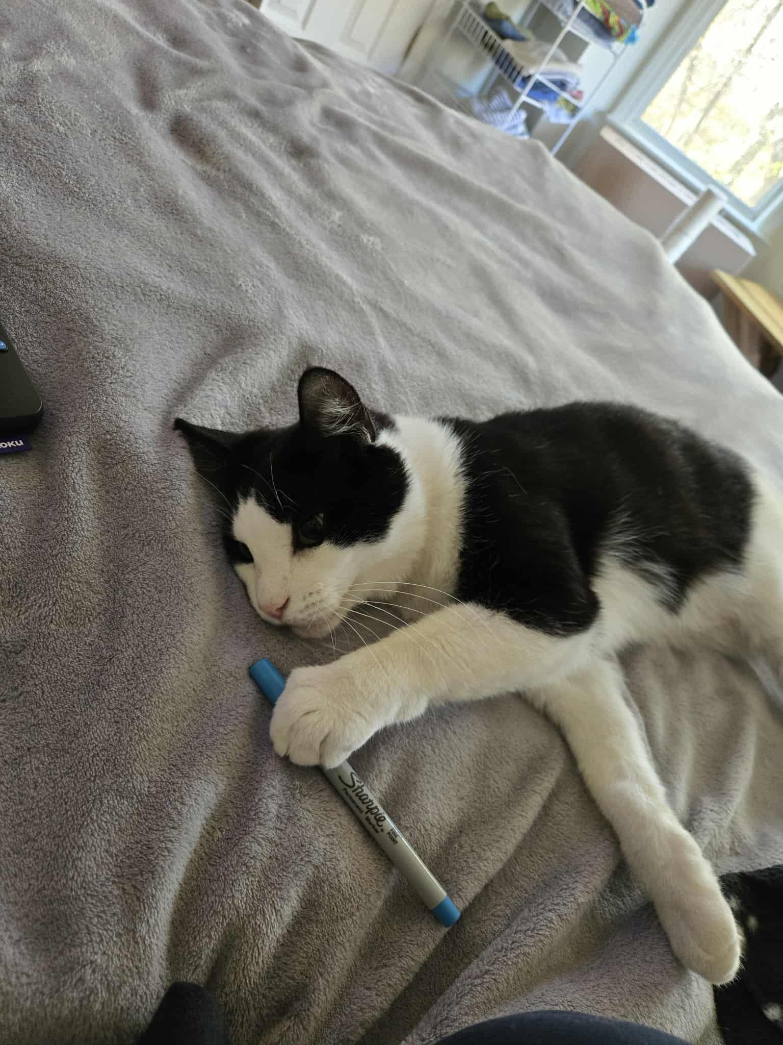 Enlarge Cowboy, an adopted Domestic Short Hair in Belmont, NC image 4/5