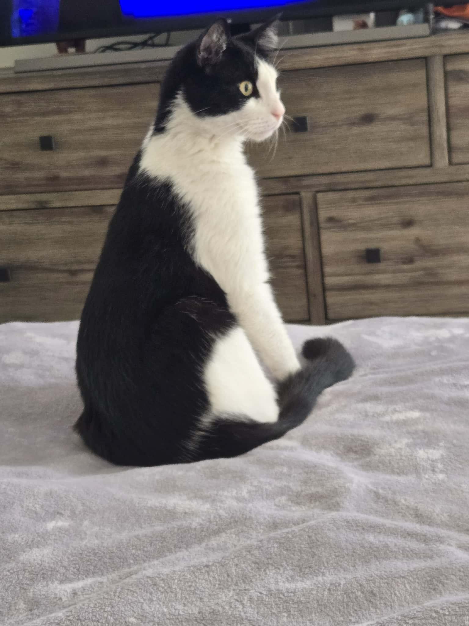 Enlarge Cowboy, an adopted Domestic Short Hair in Belmont, NC image 3/5