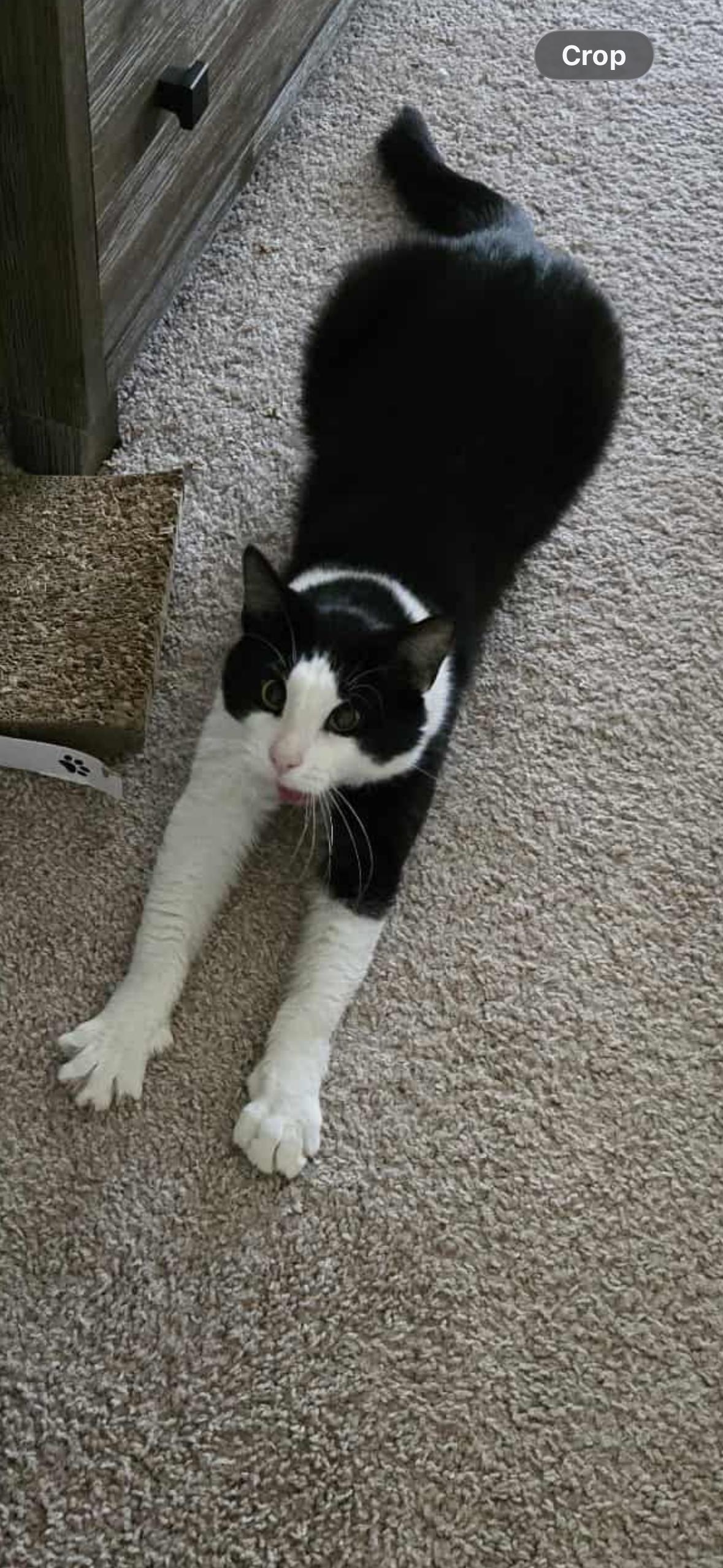 Cowboy, adopted, Kitten Male Domestic Short Hair.