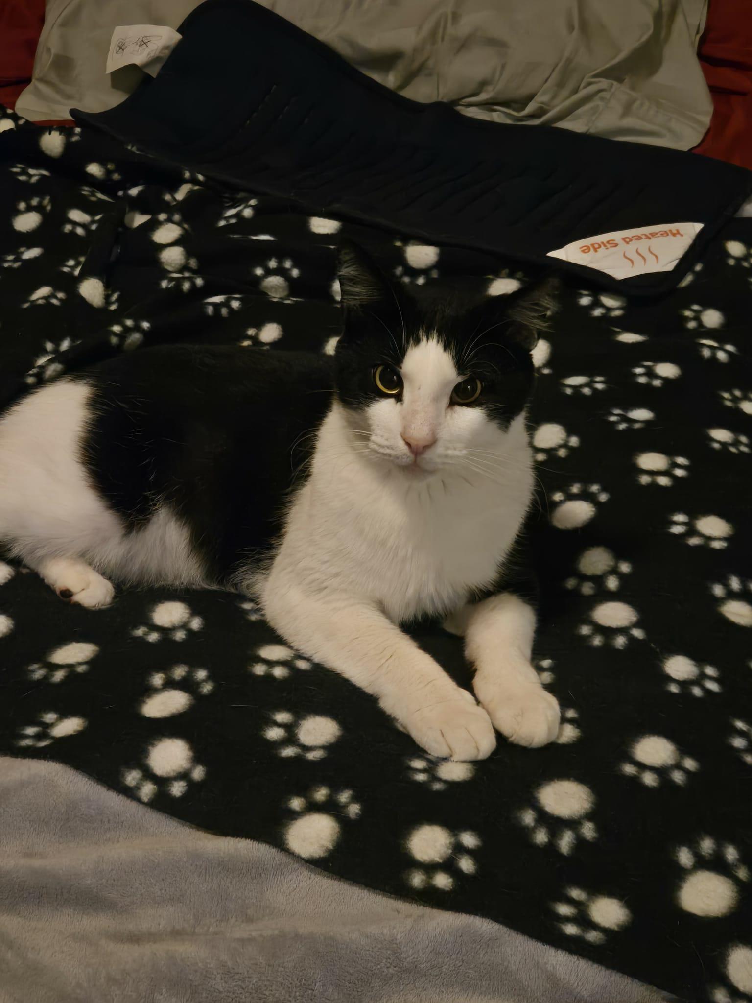 Enlarge Cowboy, an adopted Domestic Short Hair in Belmont, NC image 5/5