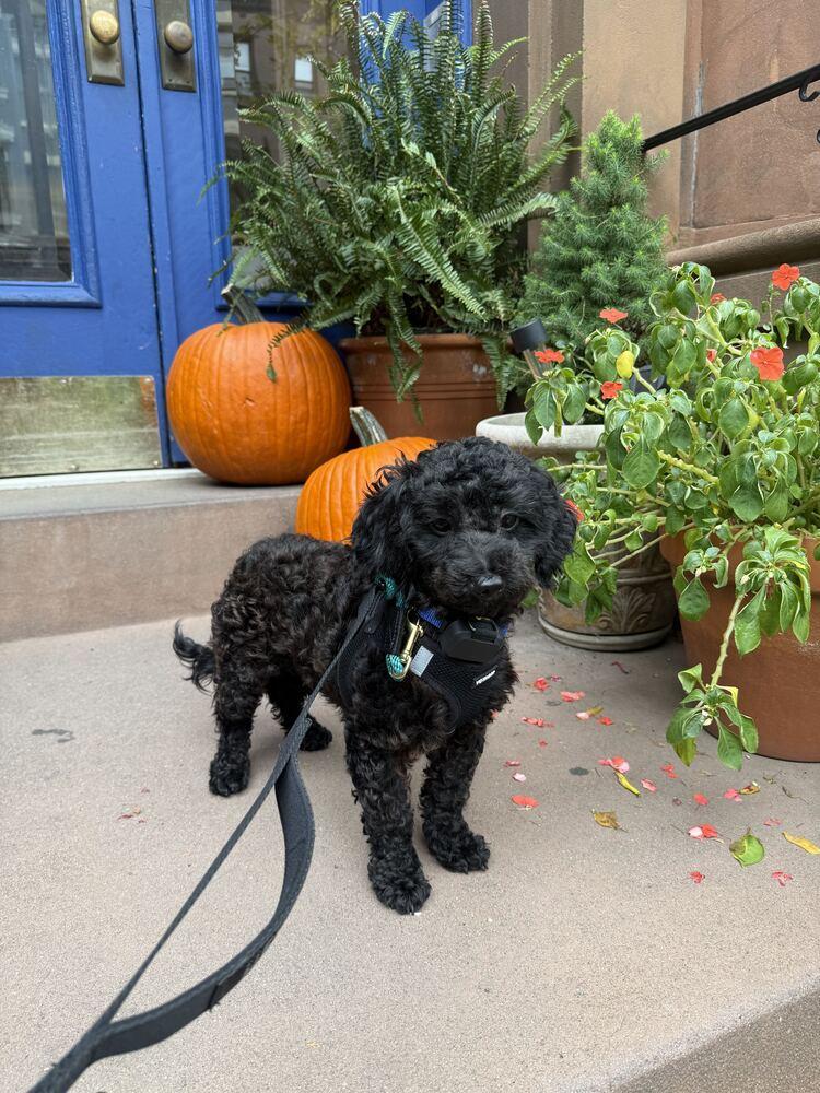 Onyx, Adopted, Young Male Poodle.