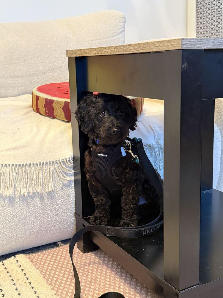 Enlarge Onyx, a Adopted Poodle in Long Island City, NY image 2/6