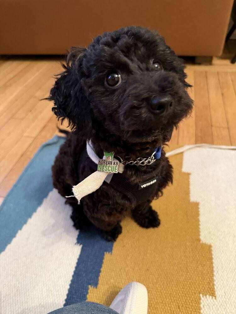 Enlarge Onyx, a Adopted Poodle in Long Island City, NY image 3/6
