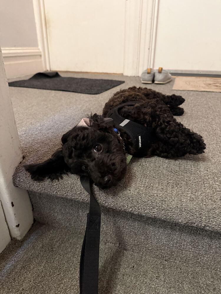 Enlarge Onyx, a Adopted Poodle in Long Island City, NY image 4/6