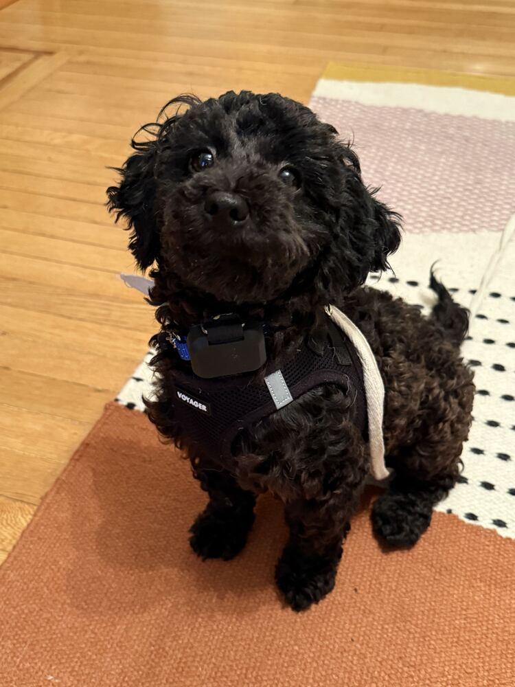 Enlarge Onyx, a Adopted Poodle in Long Island City, NY image 6/6