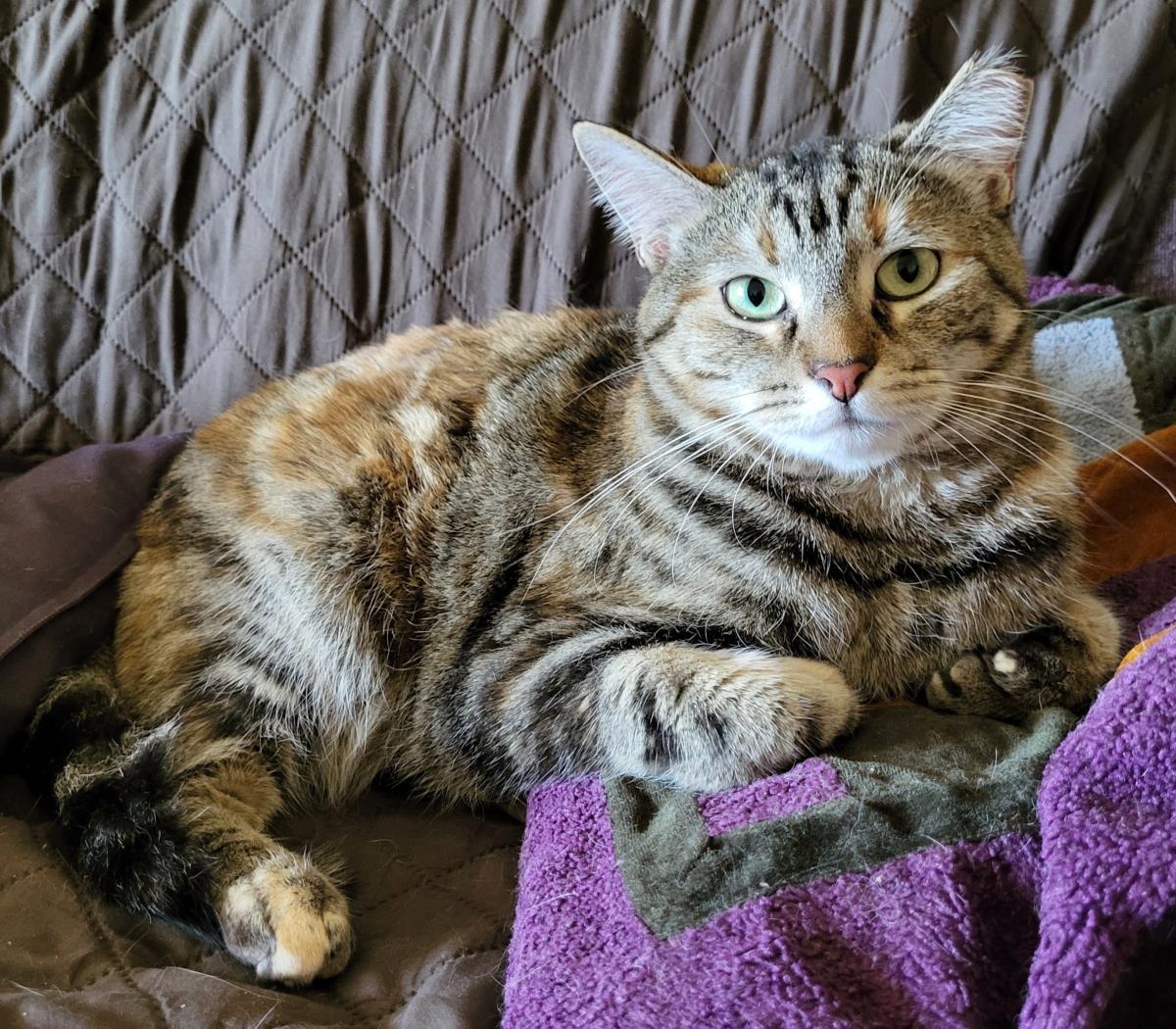 Priska Resiliet, Adoptable, Adult Female Domestic Short Hair & Torbie.