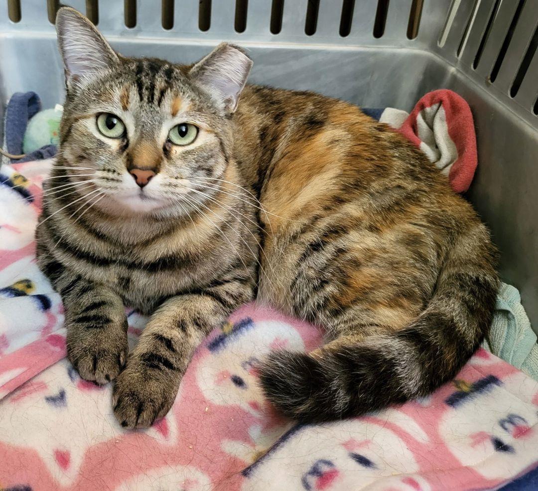 Priska Resiliet, a Adoptable mixed breed in Chandler, AZ image 2/3