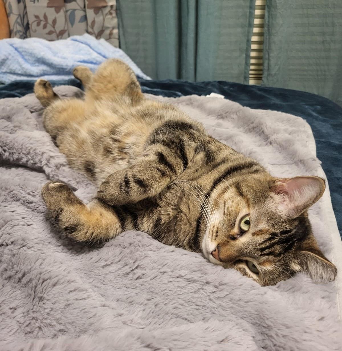 Priska Resiliet, a Adoptable mixed breed in Chandler, AZ image 3/3