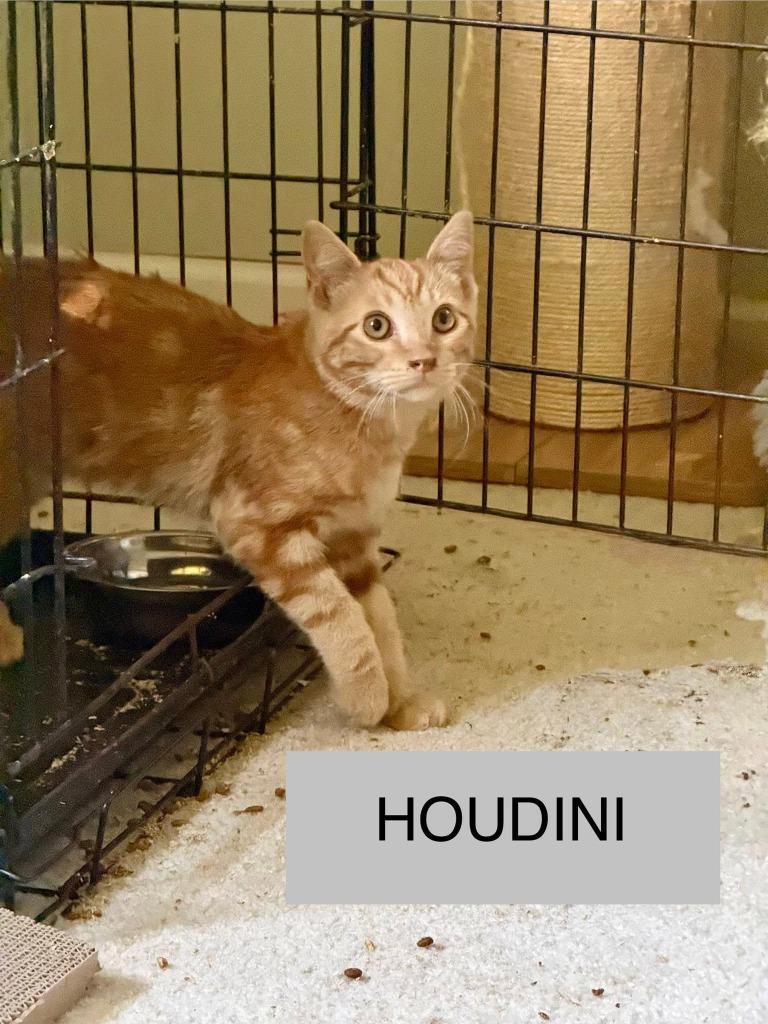 Houdini, Adoptable, Kitten Male Domestic Medium Hair.