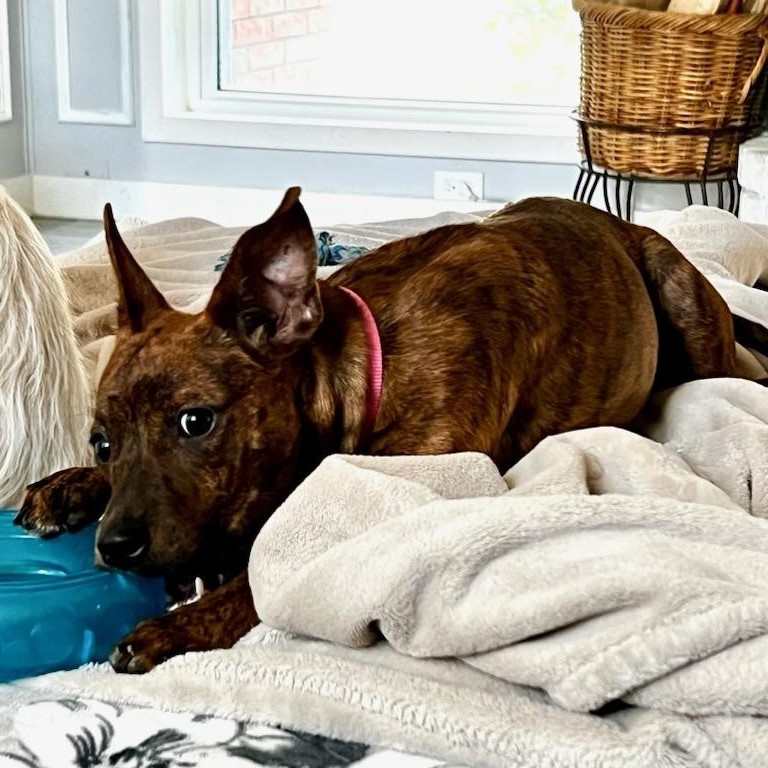 Dog for adoption Bambi, a German Shepherd Dog Mix in Lewisville, TX Petfinder