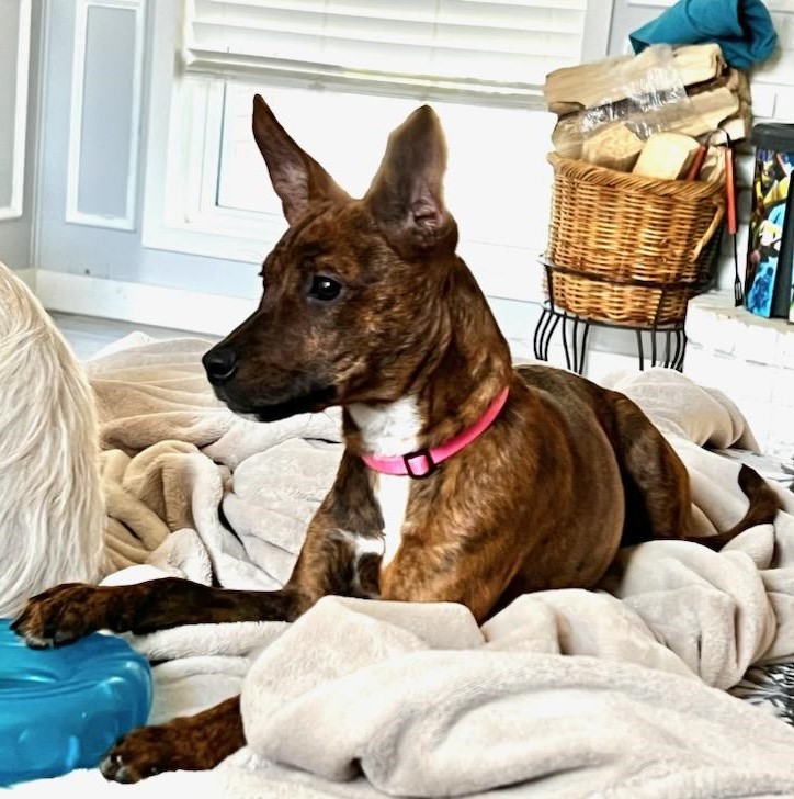 Dog for adoption Bambi, a German Shepherd Dog Mix in Lewisville, TX Petfinder