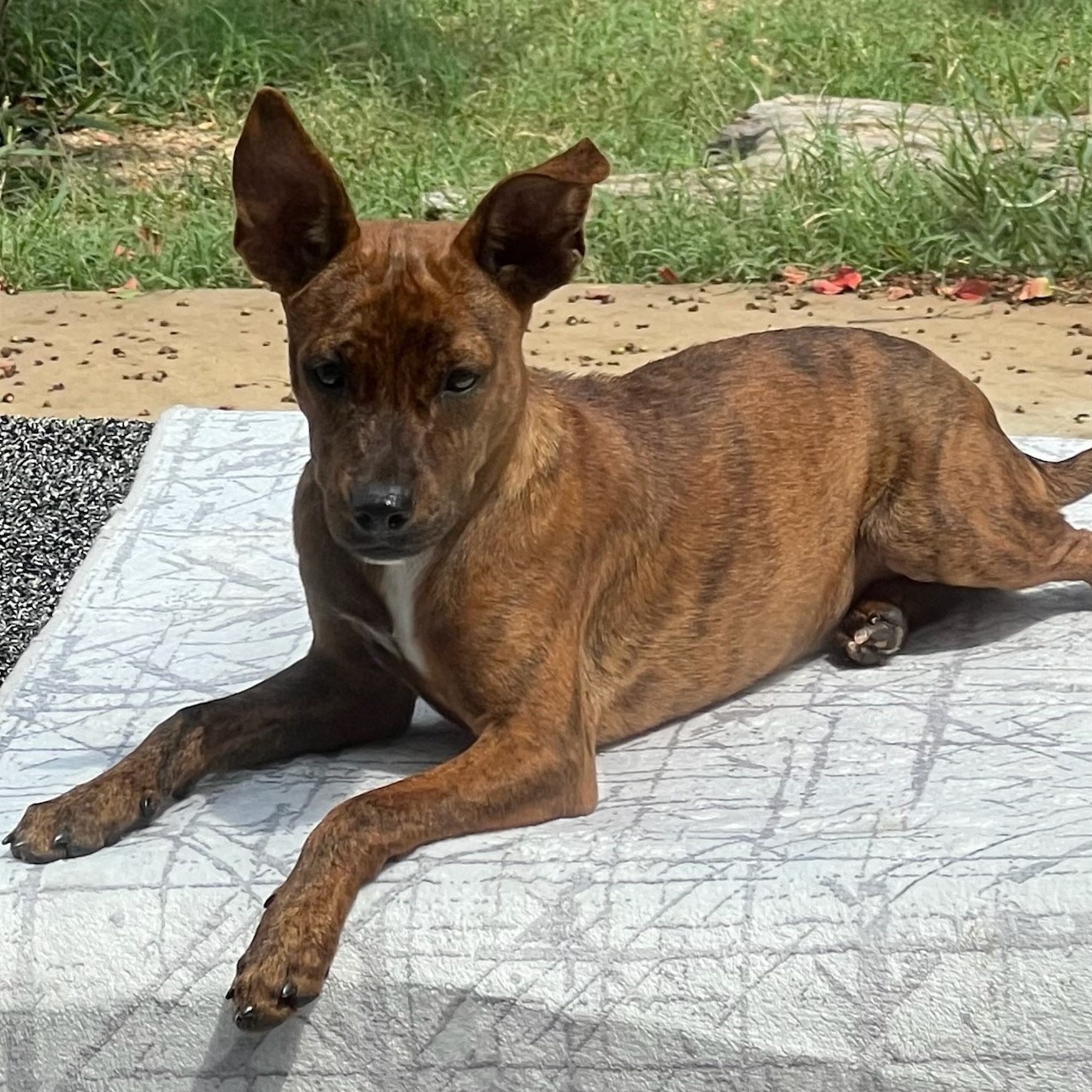 Dog for adoption Bambi, a German Shepherd Dog Mix in Lewisville, TX Petfinder