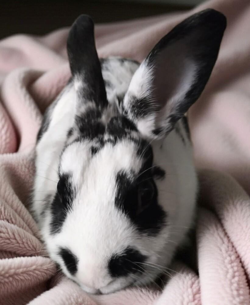 Minerva, Adoptable, Adult Female Polish & Bunny Rabbit.