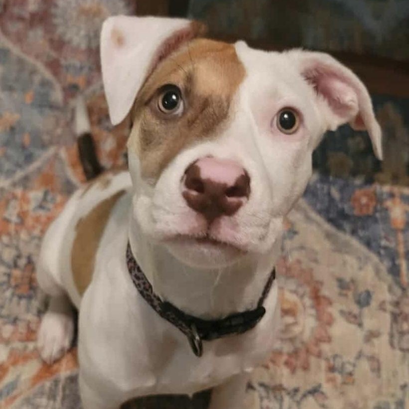 Enlarge Nugget, a Adopted mixed breed in West Bend, WI image 1/6