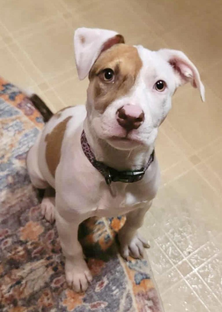 Enlarge Nugget, a Adopted mixed breed in West Bend, WI image 2/6