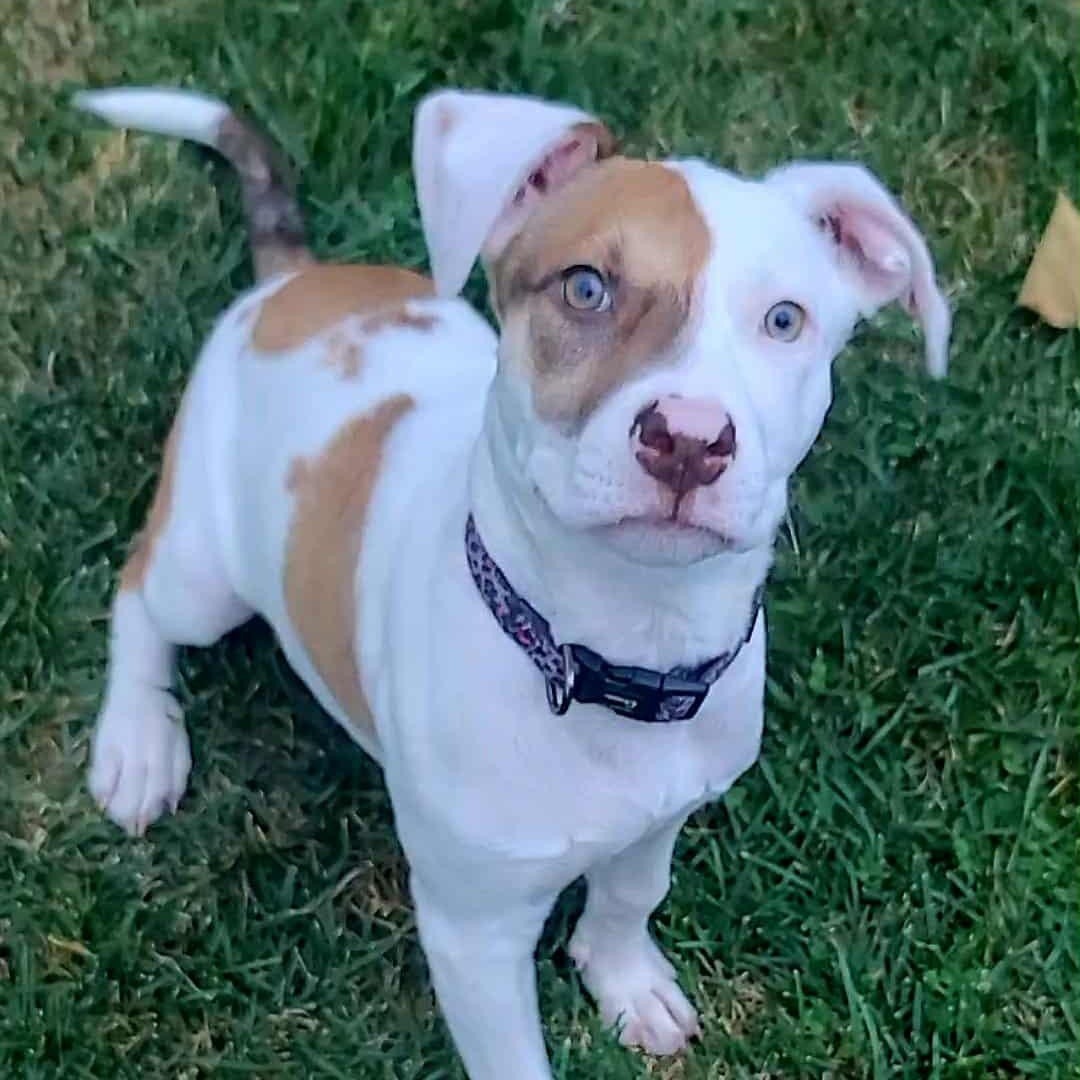 Enlarge Nugget, a Adopted mixed breed in West Bend, WI image 3/6