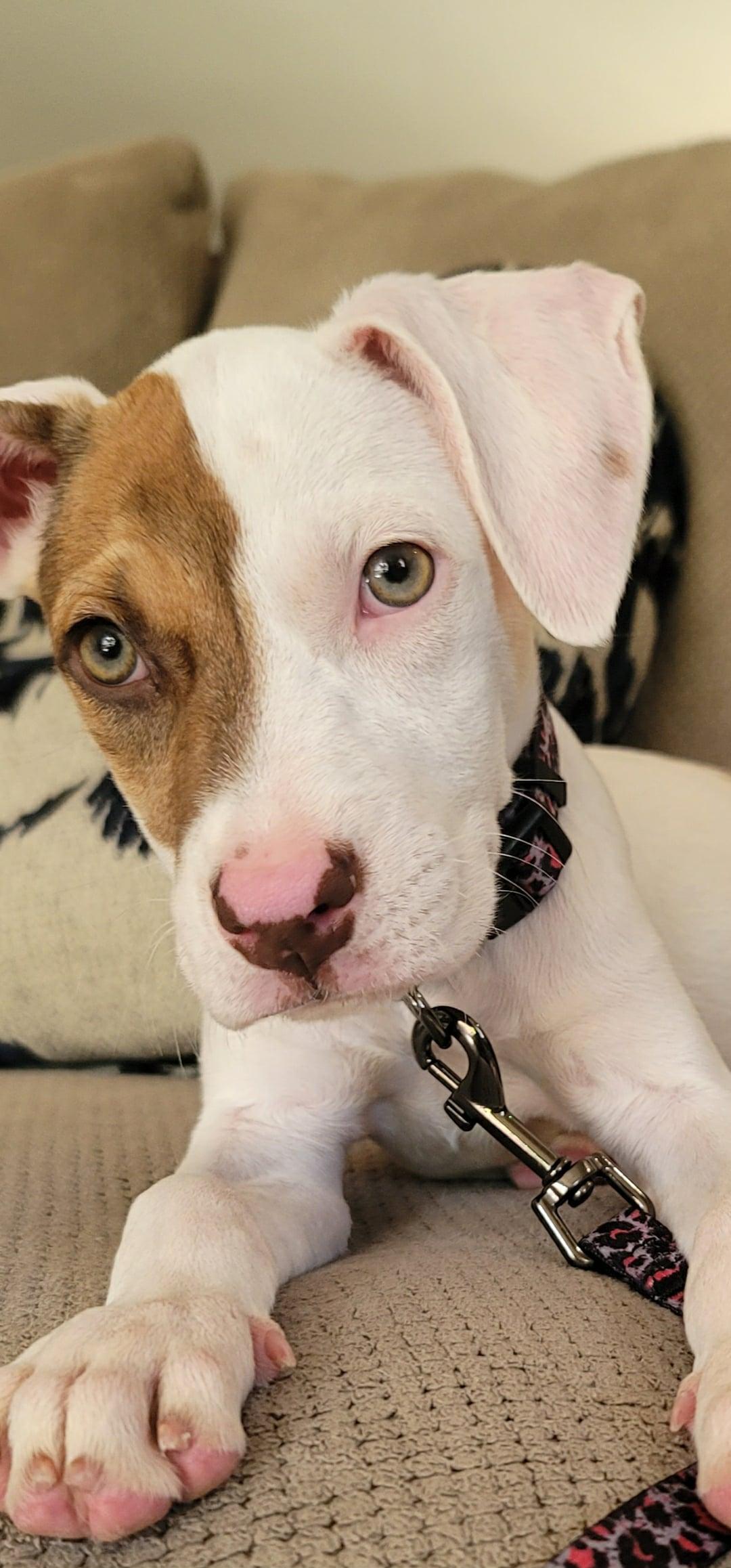 Enlarge Nugget, a Adopted mixed breed in West Bend, WI image 4/6