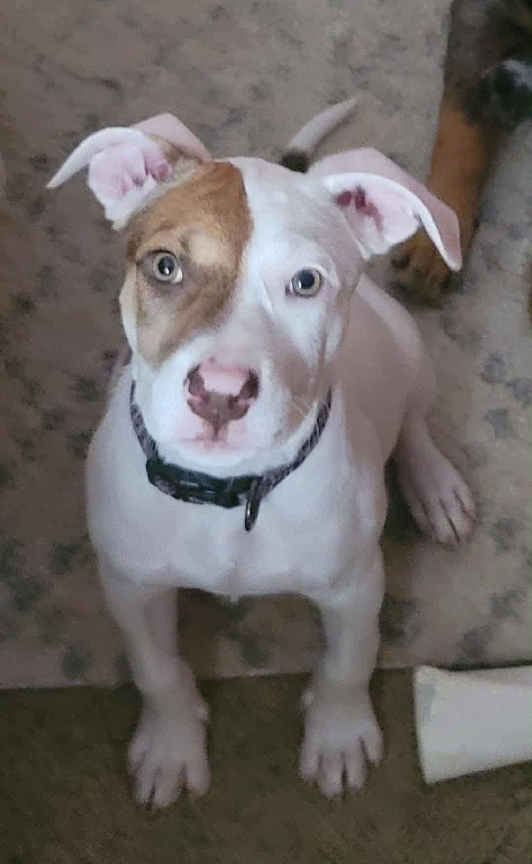 Enlarge Nugget, a Adopted mixed breed in West Bend, WI image 5/6