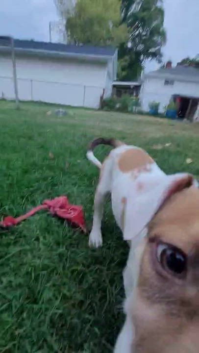 Enlarge Nugget, a Adopted mixed breed in West Bend, WI video 6/6