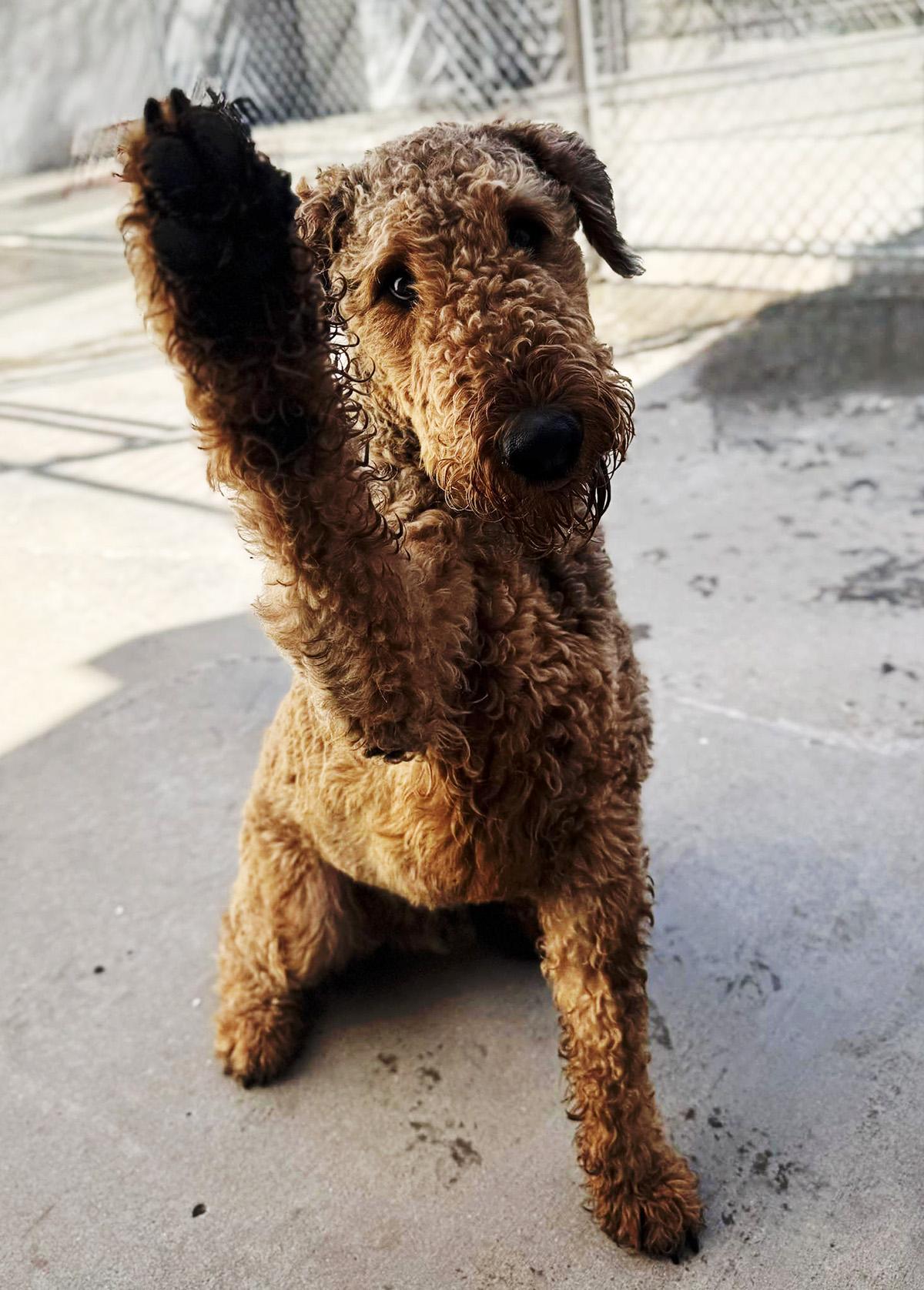 River, ADOPTABLE, Young Male Airedale Terrier.