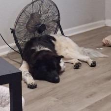 Twin, Adoptable, Young Male Akita & Collie.