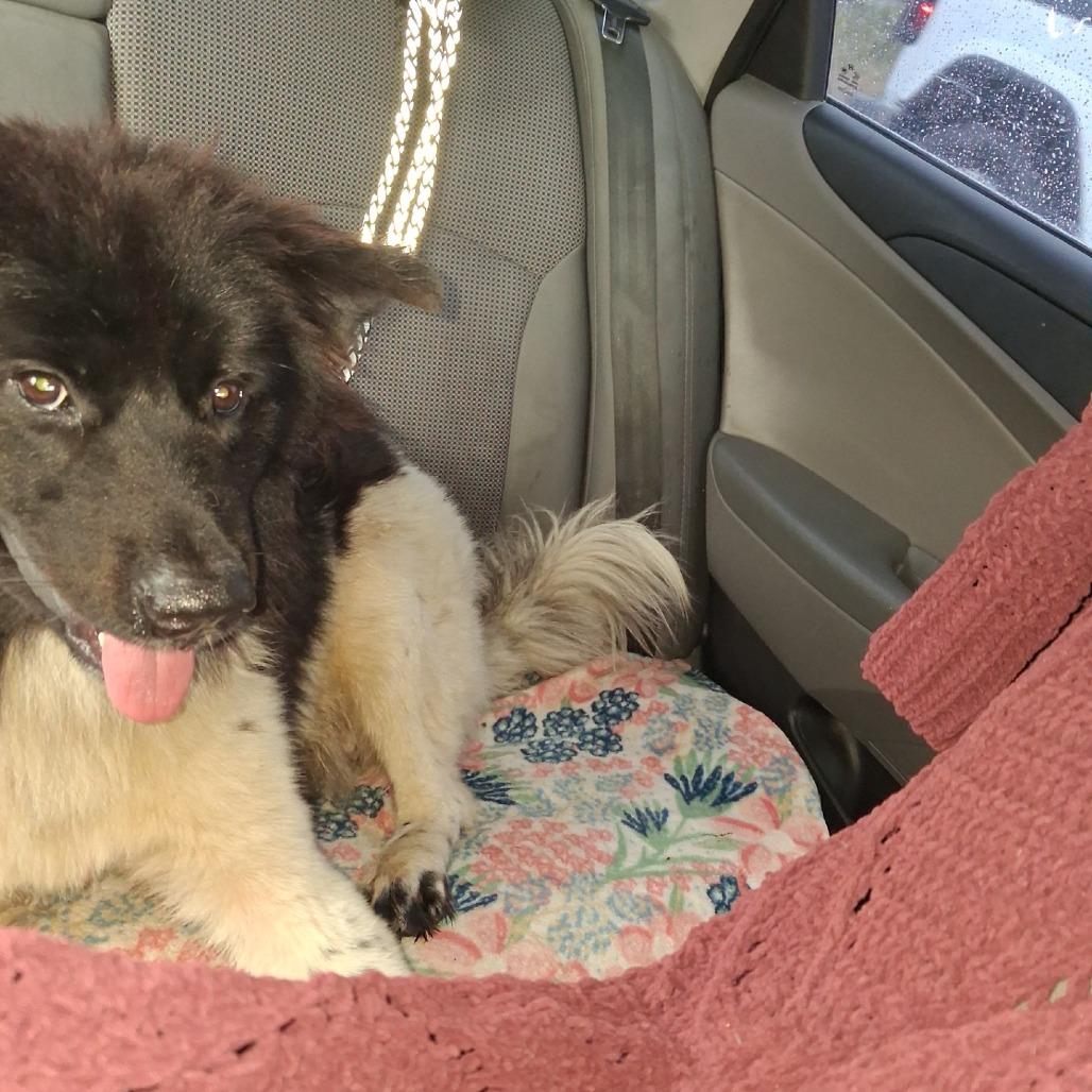 Enlarge Twin, a Adoptable mixed breed in Galveston, TX image 2/2