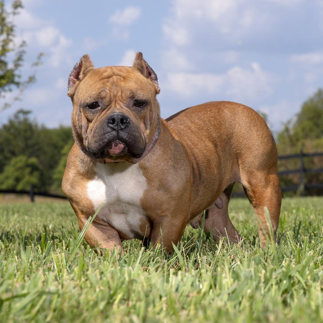 Enlarge Ginger, a Adoptable Mixed Breed in Franklin, TN image 1/1