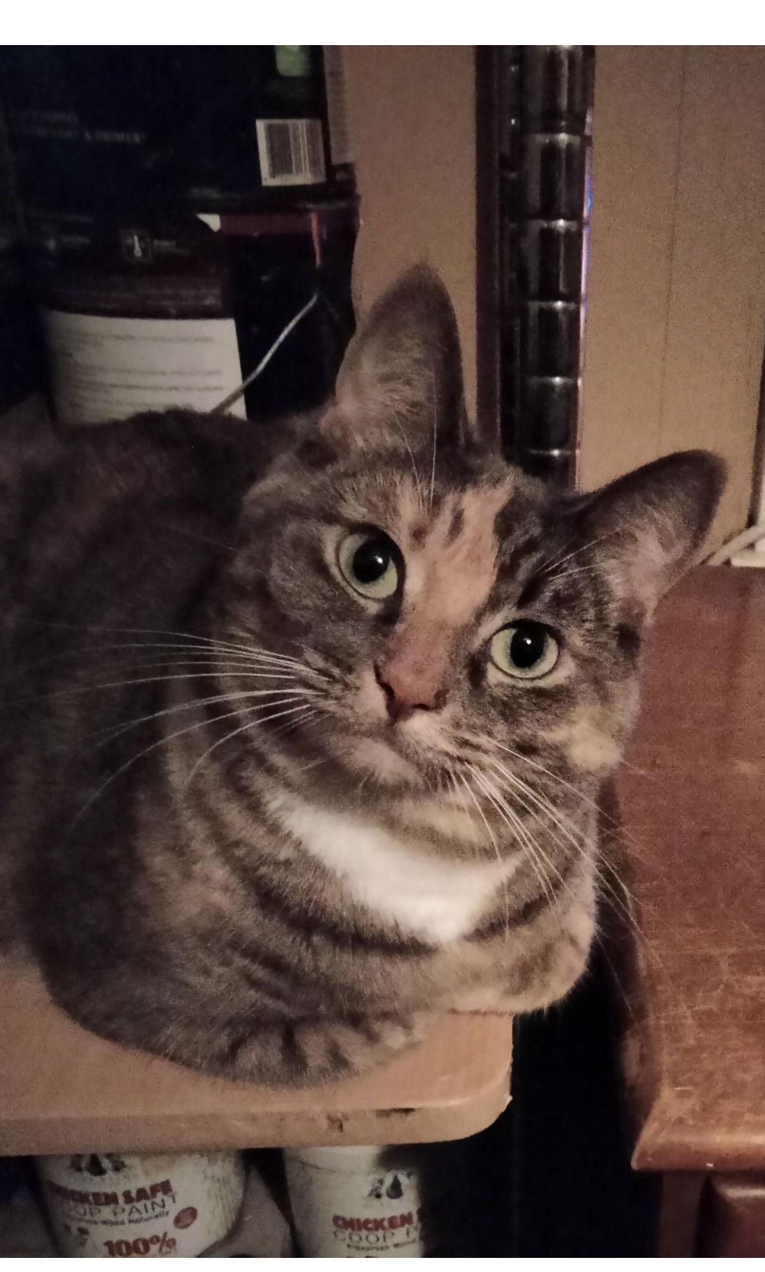 Enlarge Darlin, a Adoptable Tabby in Frisco, TX image 1/3