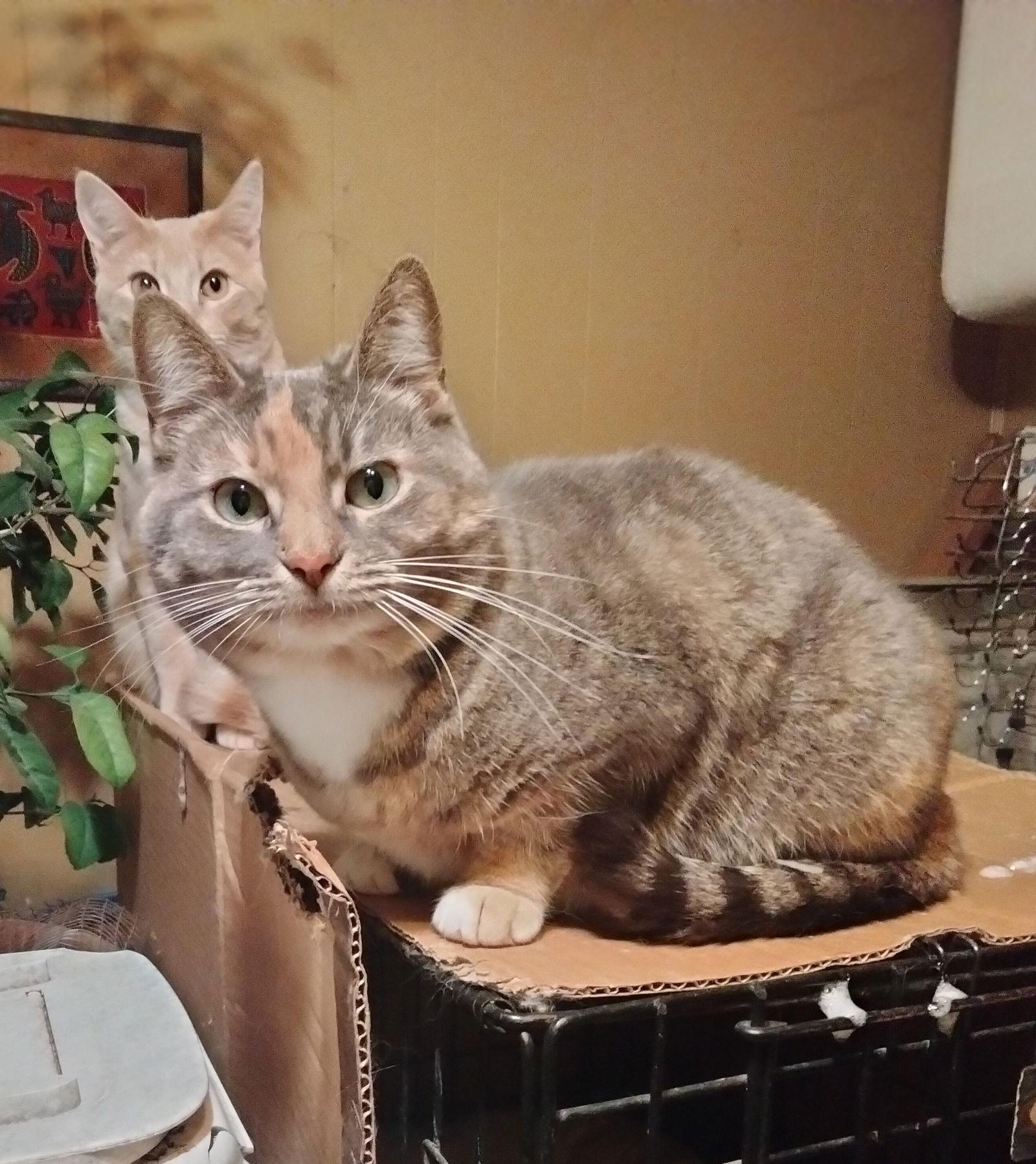 Enlarge Darlin, a Adoptable Tabby in Frisco, TX image 2/3