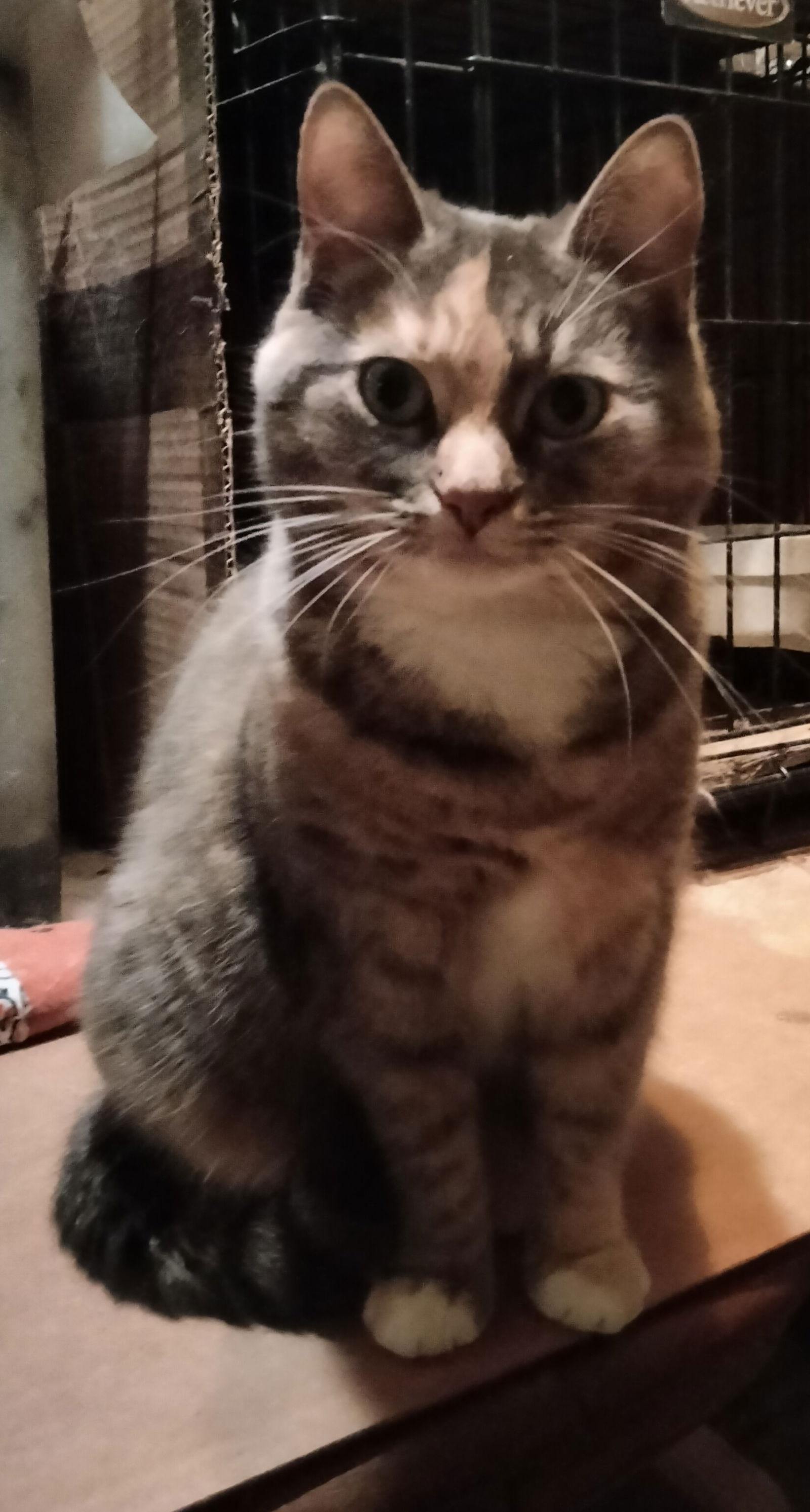 Enlarge Darlin, a Adoptable Tabby in Frisco, TX image 3/3