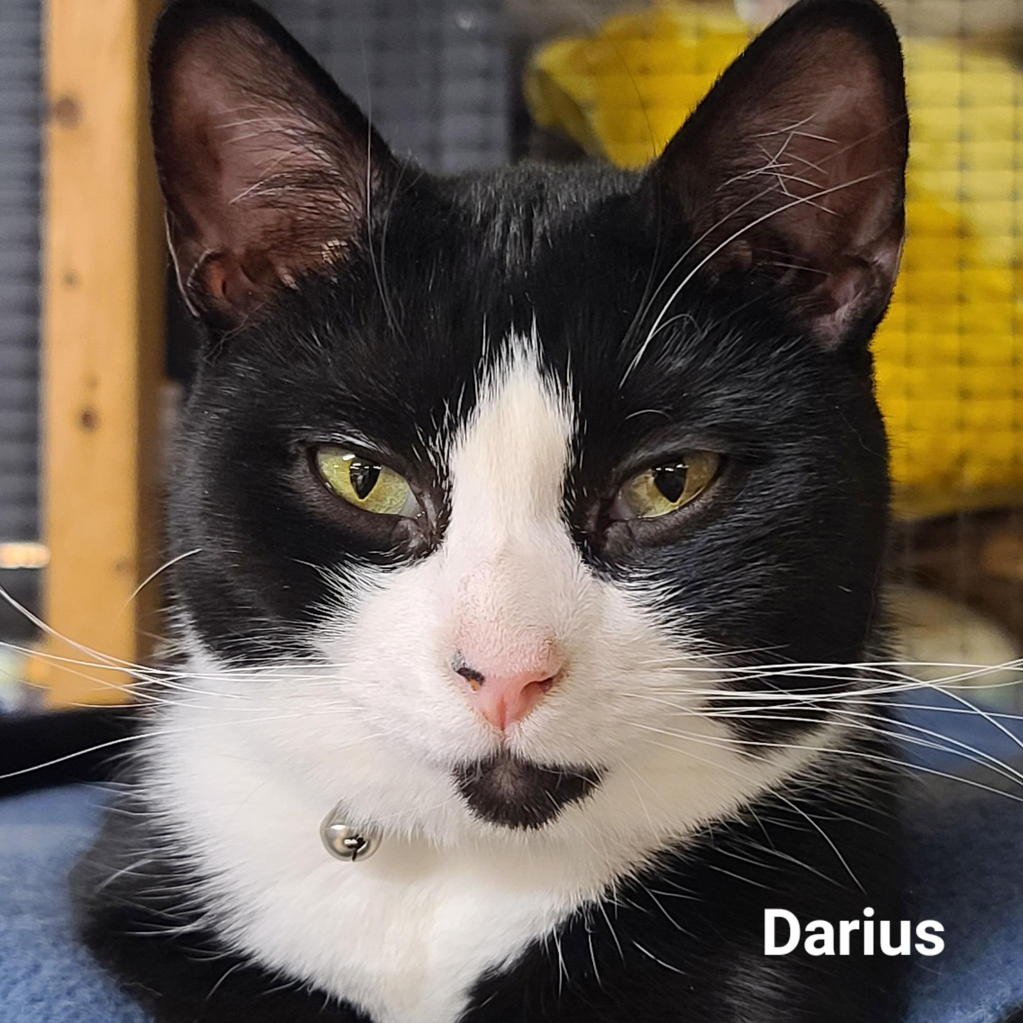 Dareus 2
