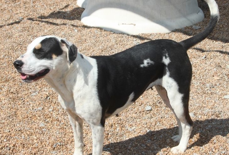 Tilly, Adoptable, Adult Female Terrier & Beagle.