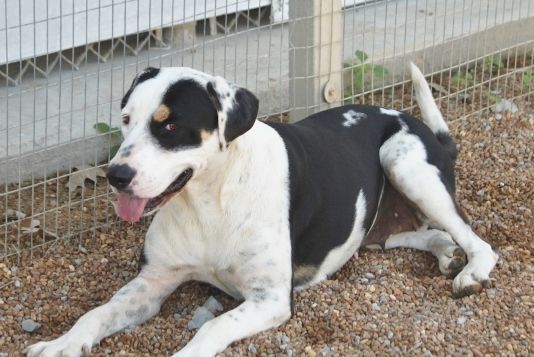 Enlarge Tilly, a Adoptable mixed breed in Wynne, AR image 2/8