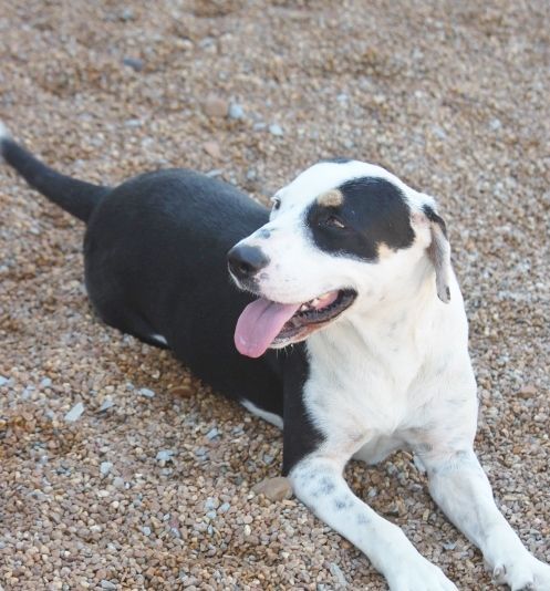 Enlarge Tilly, a Adoptable mixed breed in Wynne, AR image 3/8