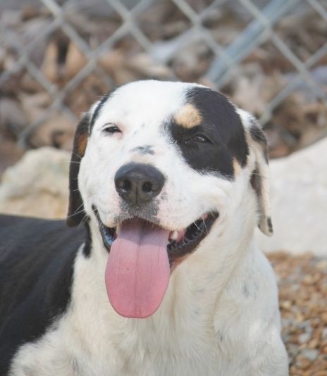 Enlarge Tilly, a Adoptable mixed breed in Wynne, AR image 4/8