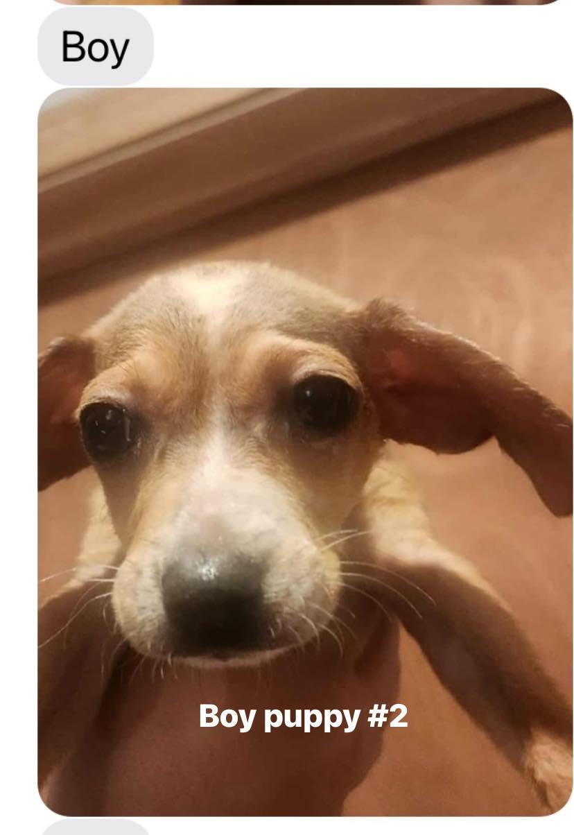 Puppies! thumbnail 3