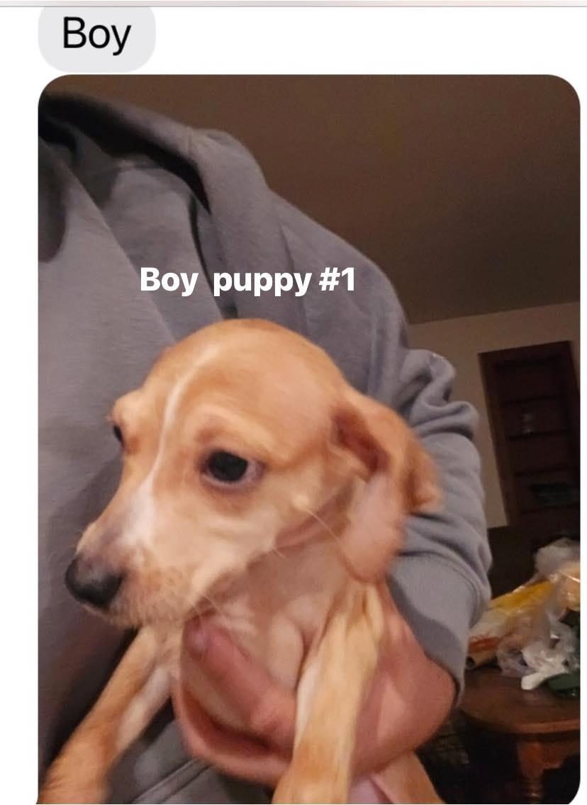 Puppies! thumbnail 2