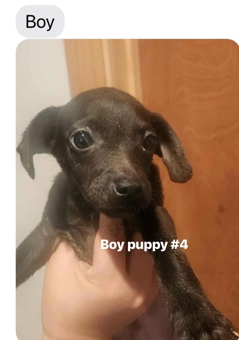 Puppies! thumbnail 6