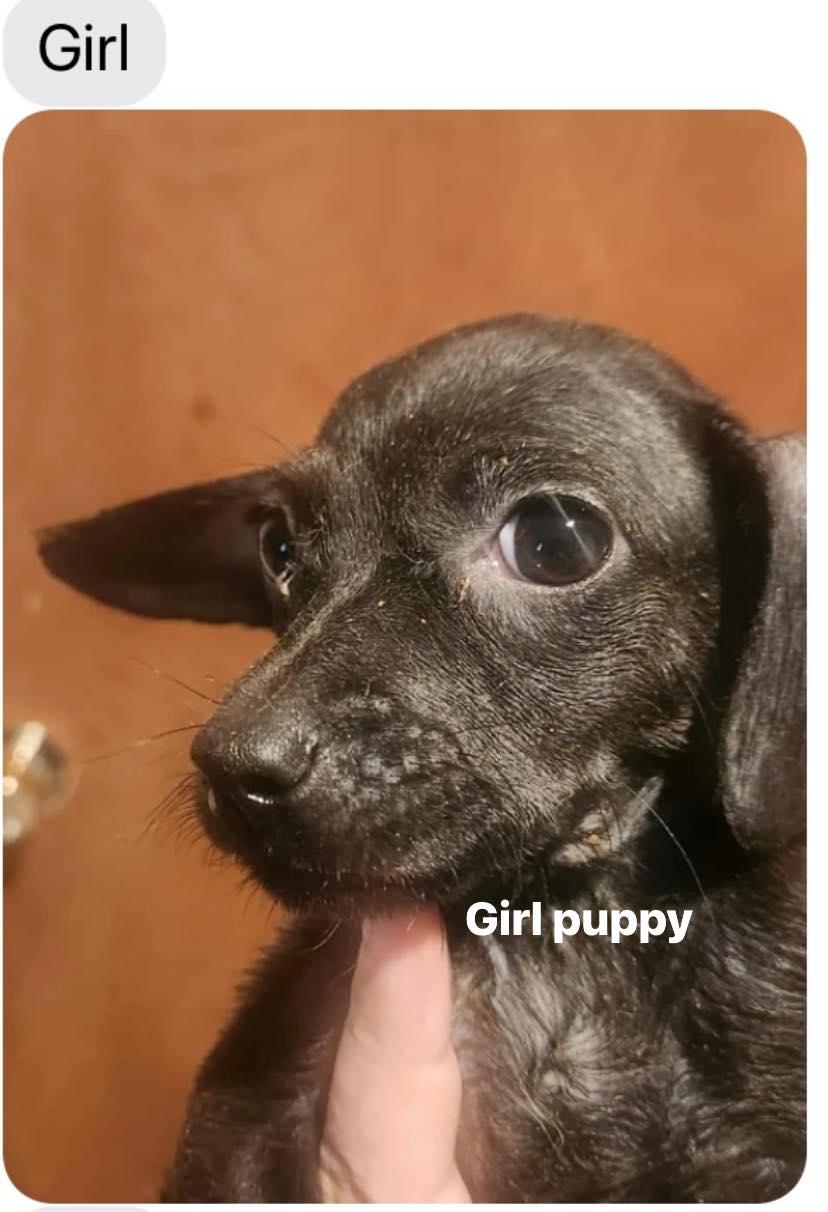 Puppies! thumbnail 5