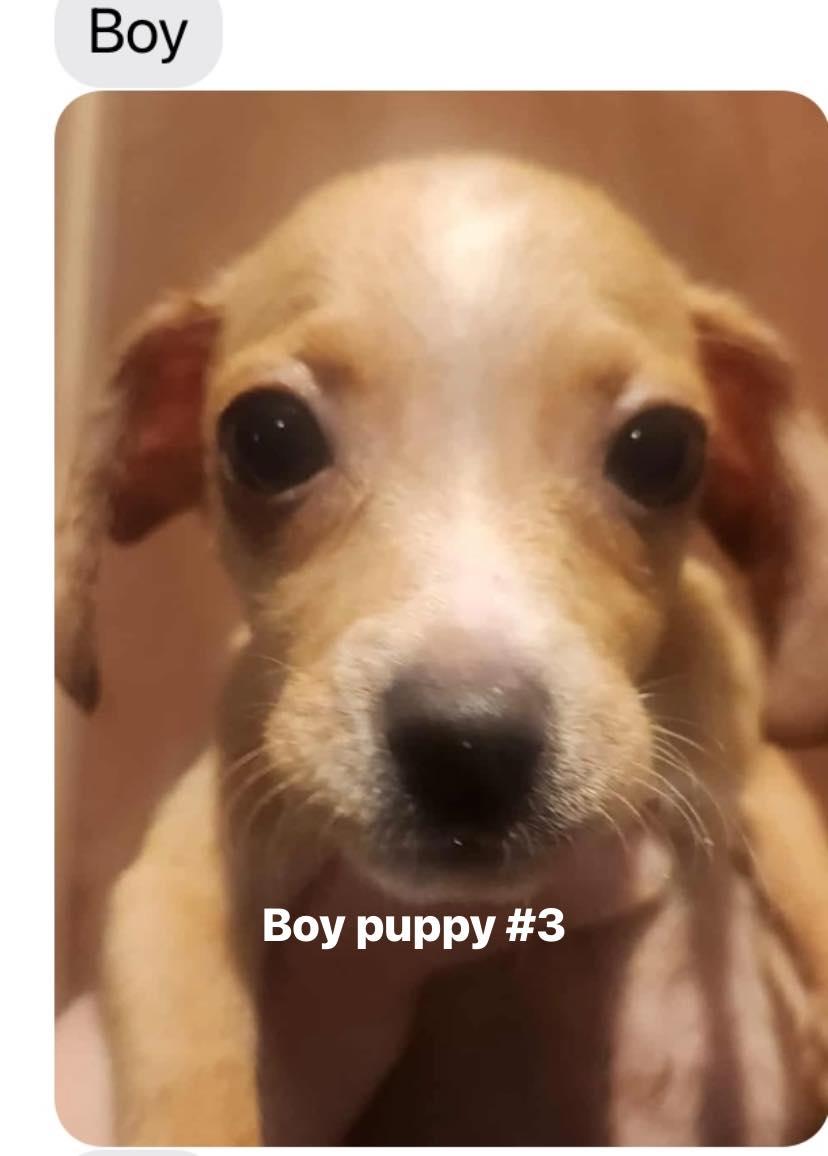 Puppies! thumbnail 4