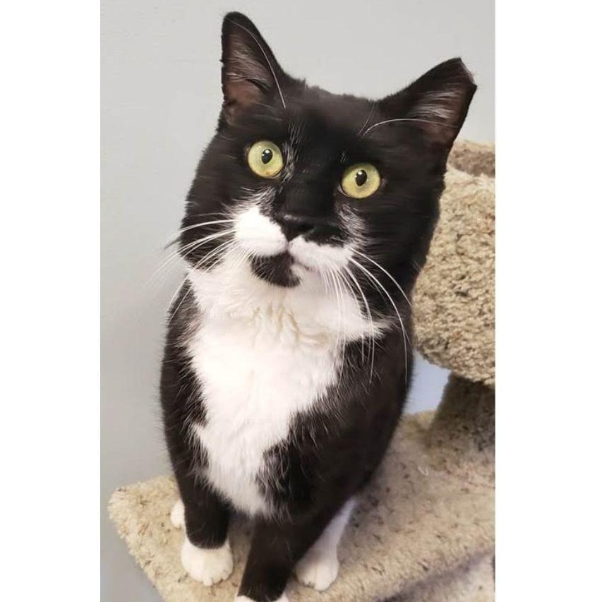 Enlarge Timothy, a ADOPTABLE Domestic Medium Hair in Stamford, CT image 3/5