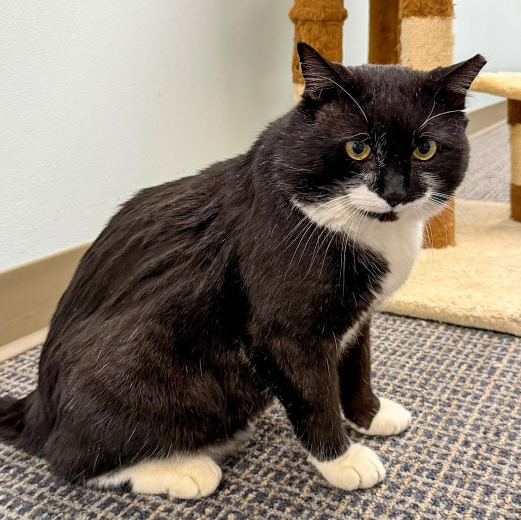 Enlarge Timothy, a ADOPTABLE Domestic Medium Hair in Stamford, CT image 2/5