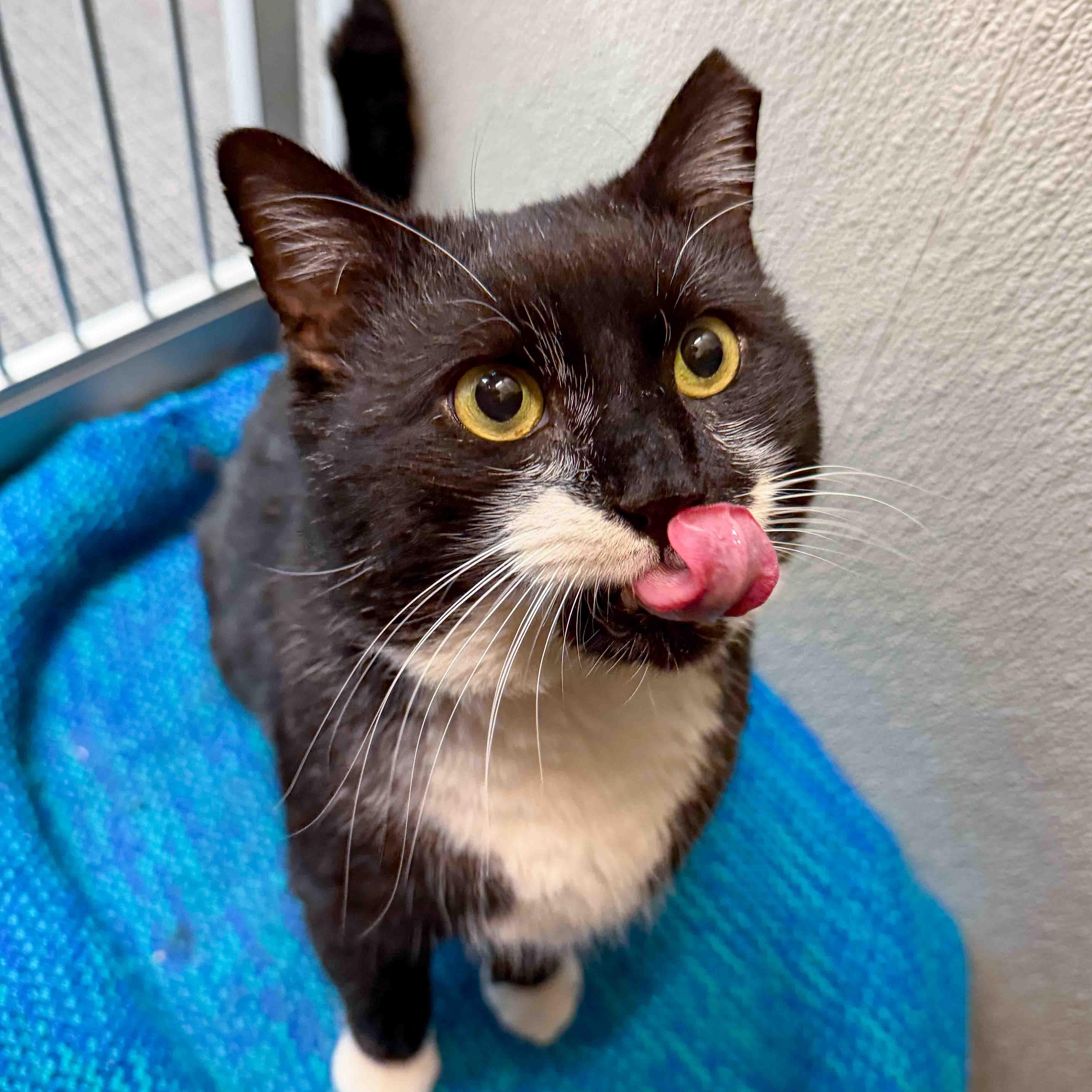 Enlarge Timothy, a ADOPTABLE Domestic Medium Hair in Stamford, CT image 4/5