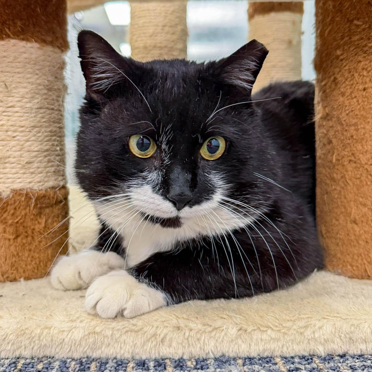 Enlarge Timothy, a ADOPTABLE Domestic Medium Hair in Stamford, CT image 1/5