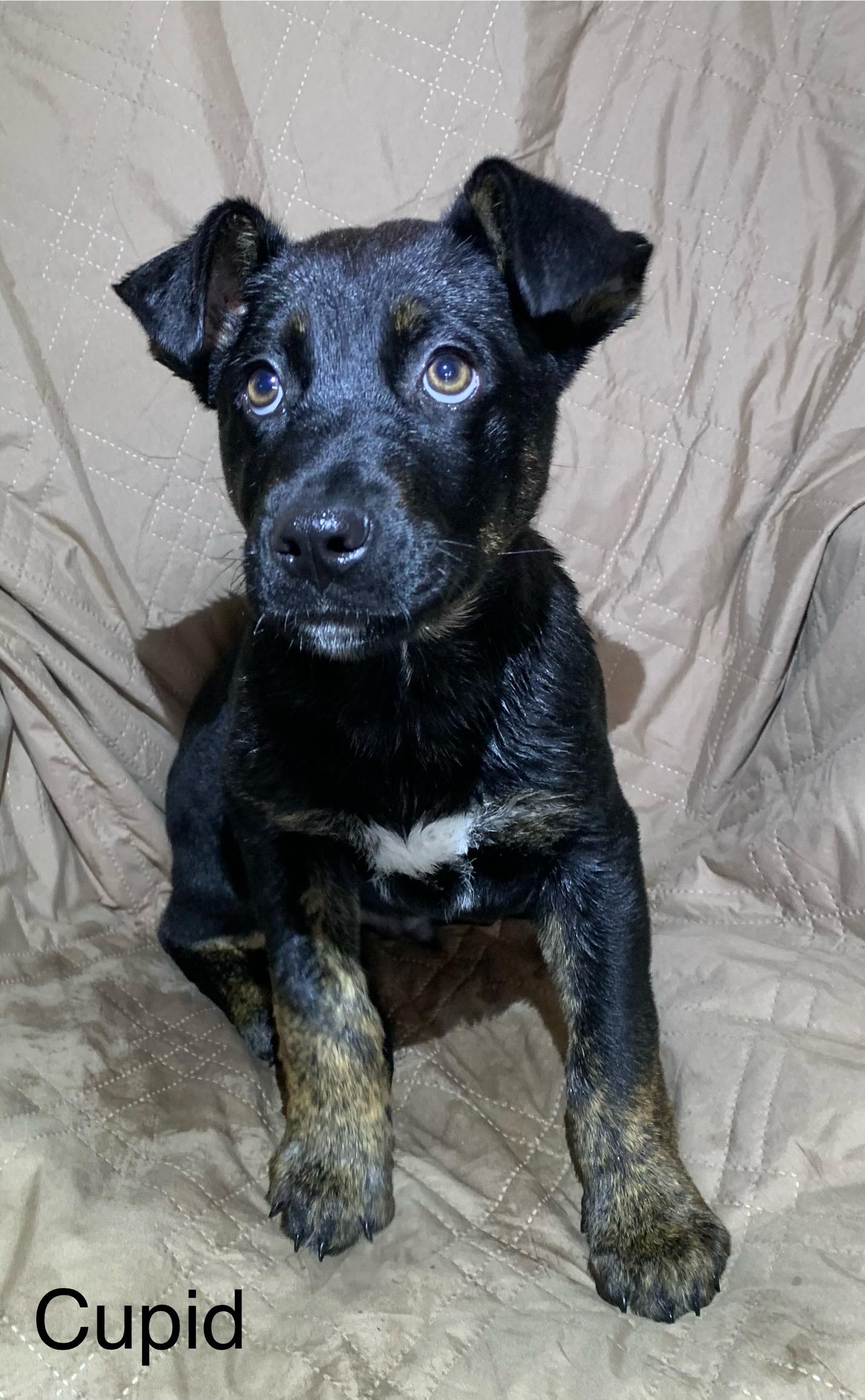 Cupid, ADOPTABLE, Puppy Male Shepherd.