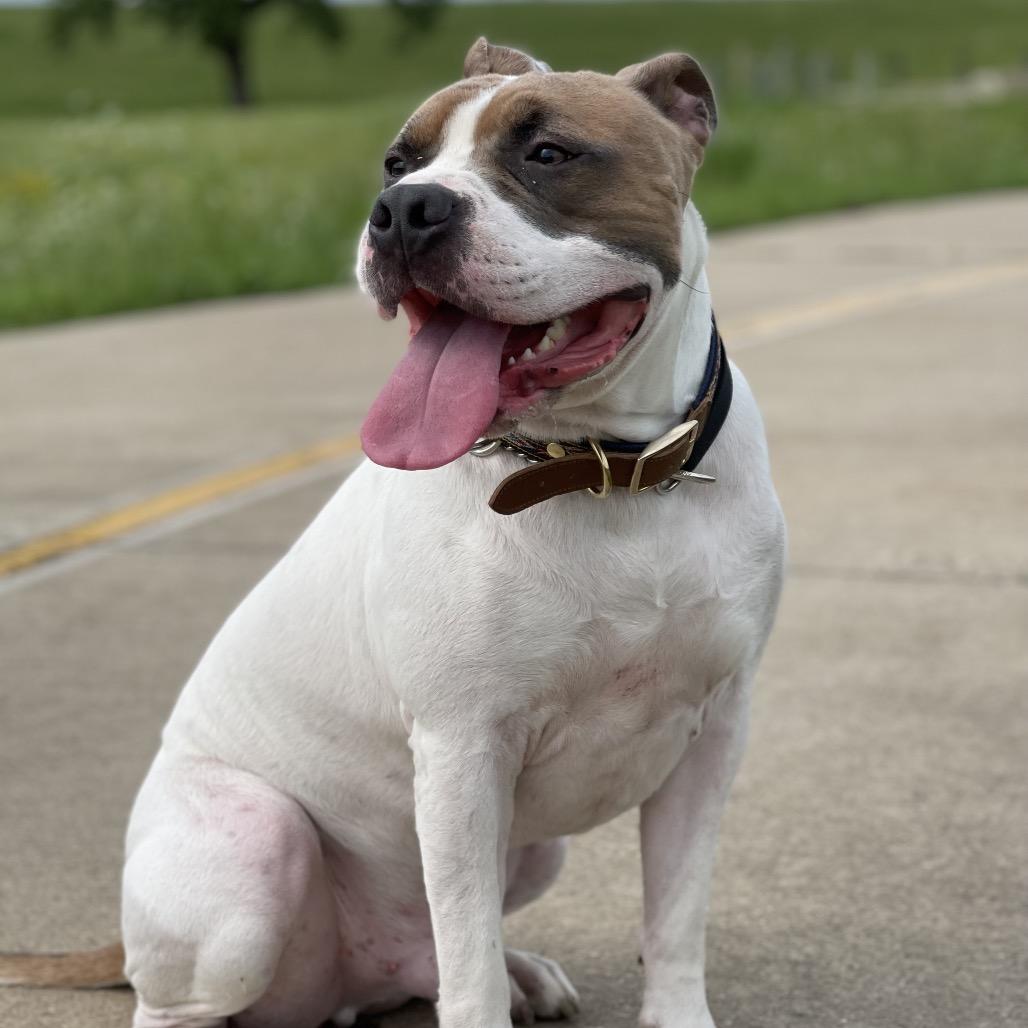 Loki, Adoptable, Adult Male Pit Bull Terrier.