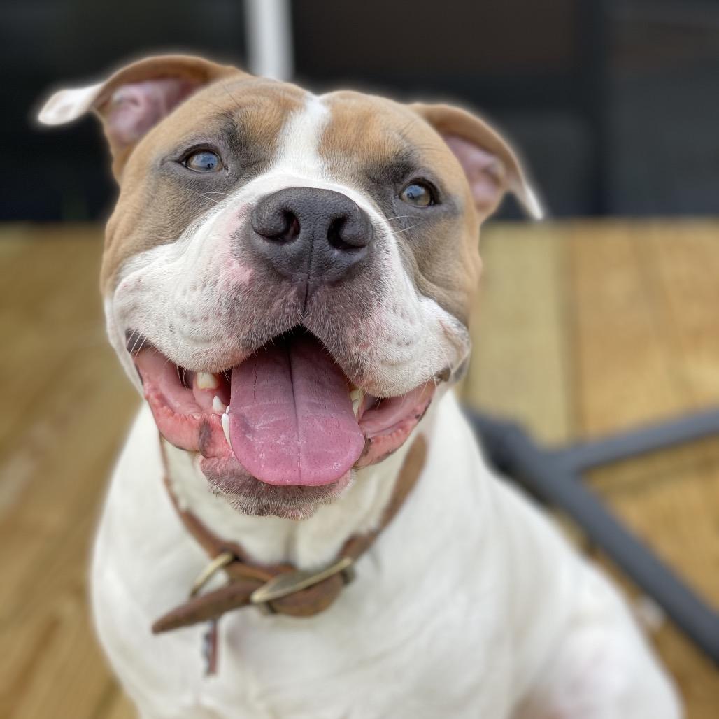 Enlarge Loki, a Adoptable Pit Bull Terrier in Dallas, TX image 2/3